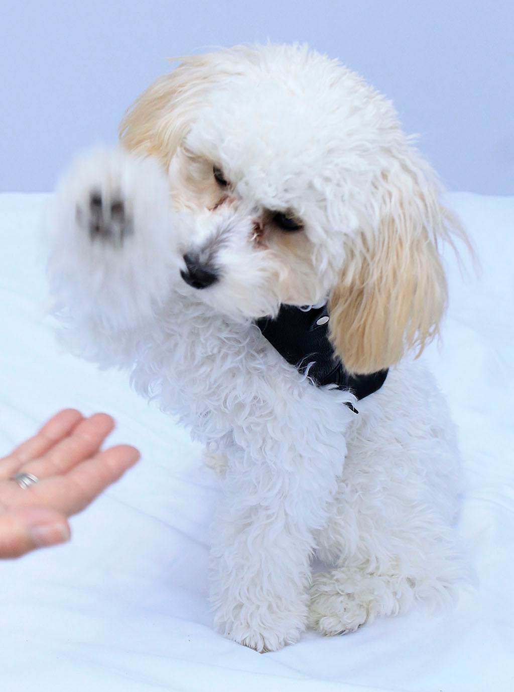 Doggie Fringed Genuine Leather Coat - Handmade in USA #DC2402FCK